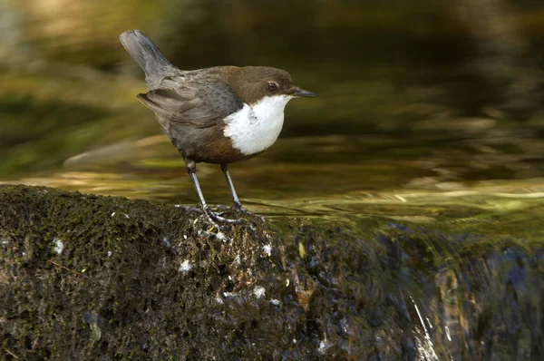 Cinclus cinclus. dipper. Water bird.