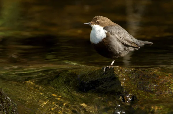 Cinclus cinclus. dipper. Water bird.