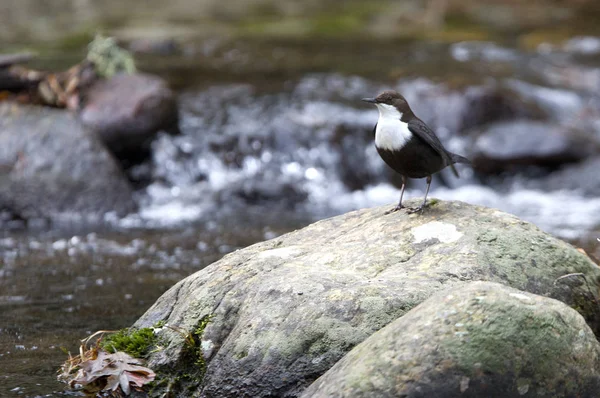 Cinclus cinclus. dipper. Water bird.