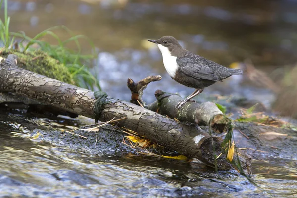 Cinclus cinclus. dipper. Water bird.