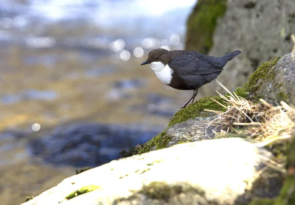 Cinclus cinclus. dipper. Water bird.