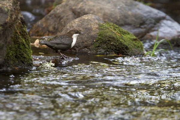 Cinclus Cinclus Dipper Wasservogel — Stockfoto
