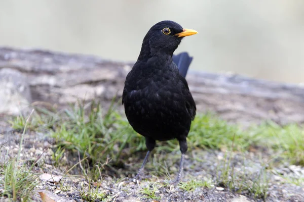 Pájaro Negro Común Turdus Merula — Foto de Stock