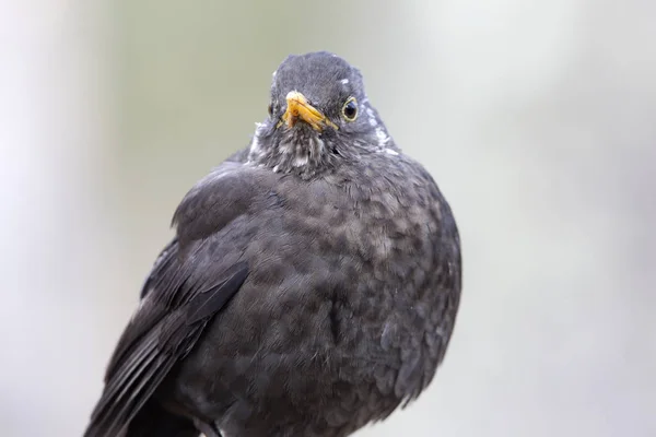 Burung Hitam Biasa Turdus Merula — Stok Foto