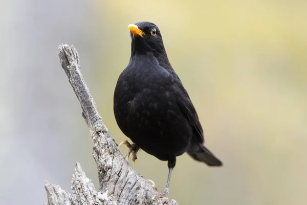 Pájaro Negro Común Turdus Merula — Foto de Stock