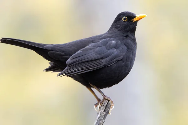 Ortak kara kuş. Turdus merula