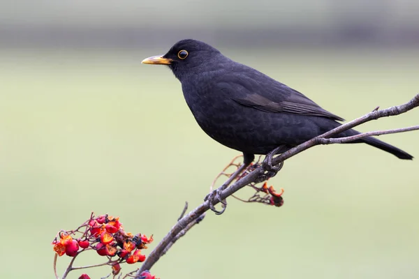 Pájaro Negro Común Turdus Merula — Foto de Stock