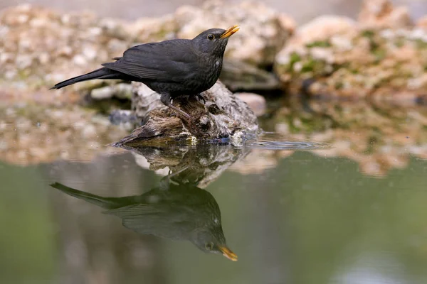 Pájaro Negro Común Turdus Merula —  Fotos de Stock