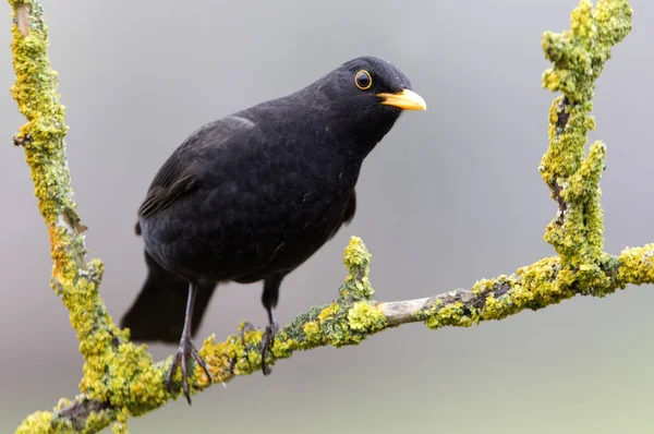 Koltrast Turdus Merula — Stockfoto