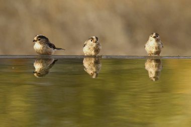 uzun kuyruklu baştankara. Bayağı uzunkuyruk