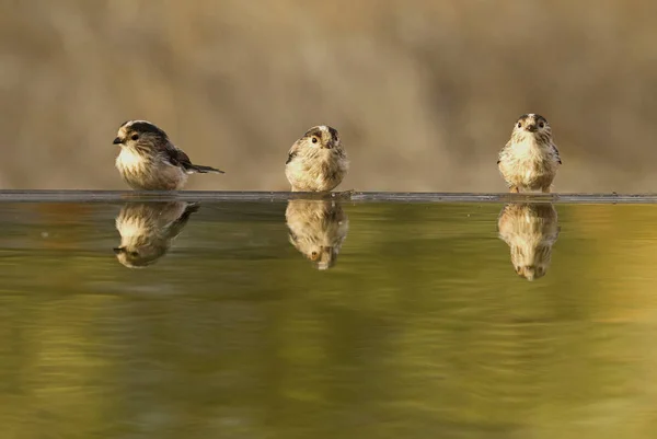 uzun kuyruklu baştankara. Bayağı uzunkuyruk