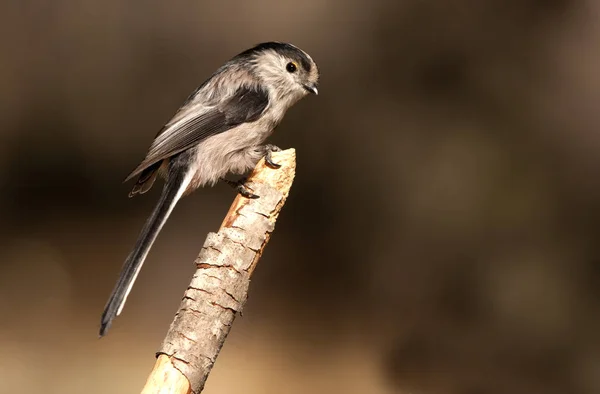 Tetta Dalla Coda Lunga Aegithalos Caudatus — Foto Stock