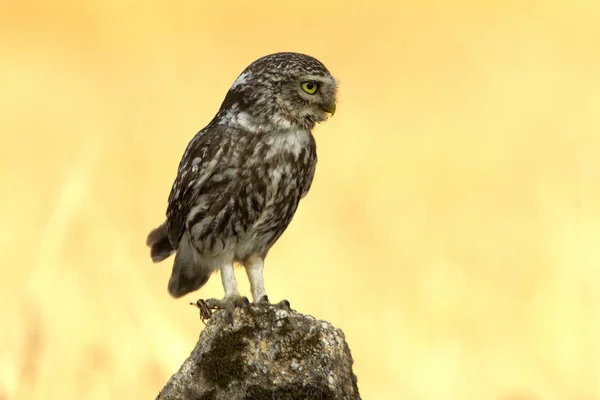 Pequeño Búho Atenea Noctua —  Fotos de Stock