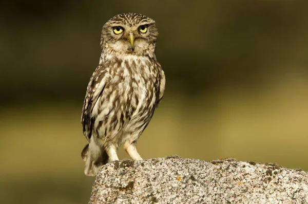 Pequeño Búho Atenea Noctua —  Fotos de Stock