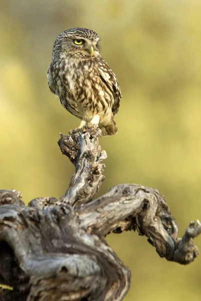 Pequena Coruja Athene Noctua — Fotografia de Stock