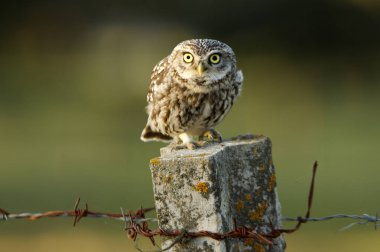 Kukumav. Athene noctua
