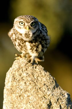 Kukumav. Athene noctua