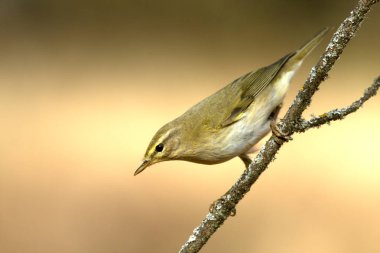 Willow çıvgın, phylloscopus trochilus