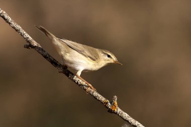 Willow çıvgın, phylloscopus trochilus