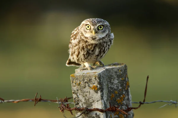 Kukumav. Athene noctua