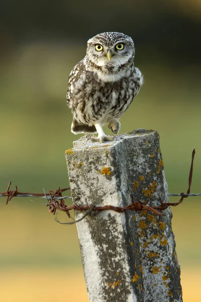 Pequena Coruja Athene Noctua — Fotografia de Stock