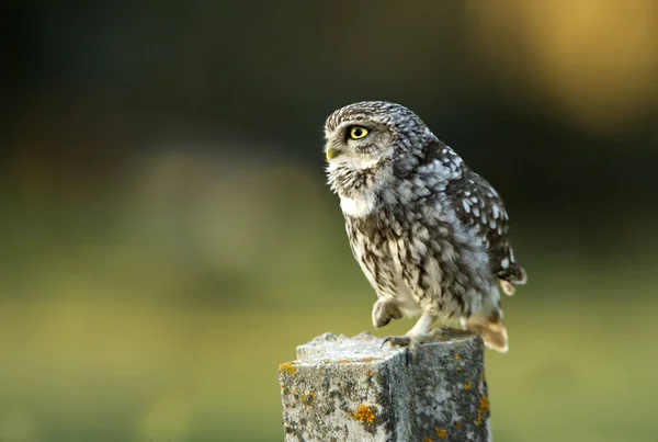 Petite Chouette Athene Noctua — Photo