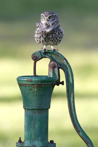 Petite Chouette Athene Noctua — Photo