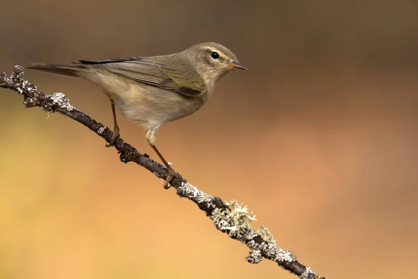 ウィロー ワーブラー Phylloscopus Trochilus — ストック写真