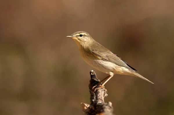 Wierzba Lasówka Phylloscopus Trochilus — Zdjęcie stockowe