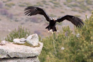 İspanyol İmparatorluk kartal. Aquila adalberti