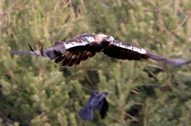 İspanyol İmparatorluk kartal. Aquila adalberti