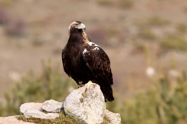 Águila Imperial Española Aquila Adalberti — Foto de Stock
