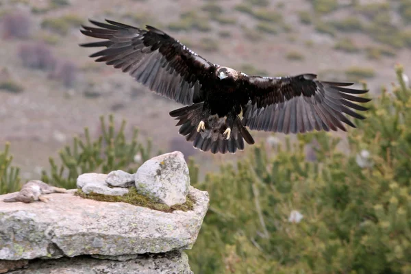 Aquila Imperiale Spagnola Aquila Adalberti — Foto Stock