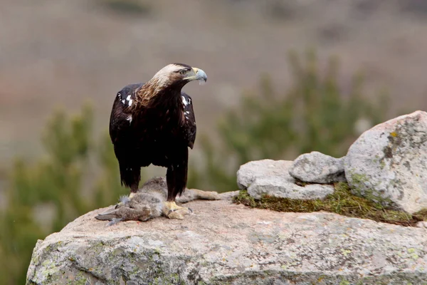 Spanish Imperial Eagle Aquila Adalberti — Stock Photo, Image