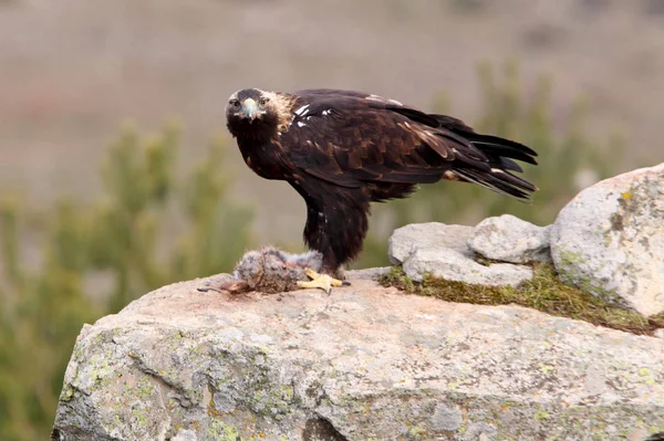 Spanish Imperial Eagle Aquila Adalberti — Stock Photo, Image