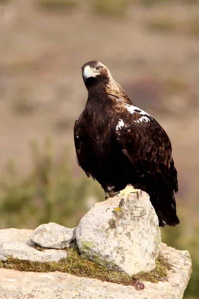 Spanish Imperial Eagle Aquila Adalberti — Stock Photo, Image