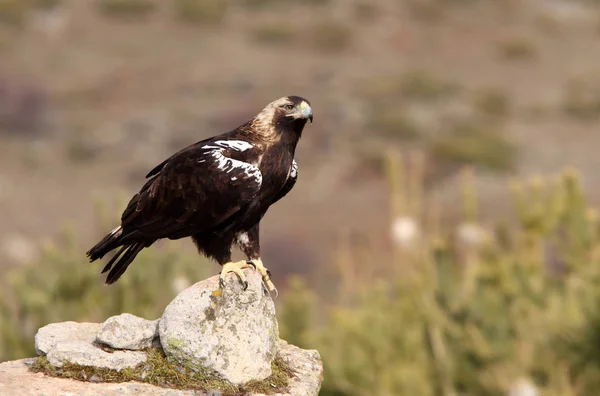 Spanish Imperial Eagle Aquila Adalberti — Stock Photo, Image