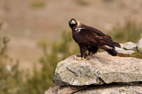 Spanish Imperial Eagle Aquila Adalberti — Stock Photo, Image