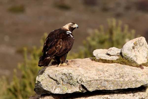 Aigle Impérial Espagnol Aquila Adalberti — Photo