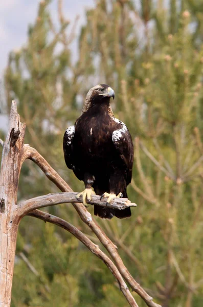 Spanish Imperial Eagle Aquila Adalberti — Stock Photo, Image