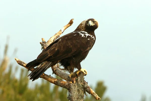 Águila Imperial Española Aquila Adalberti —  Fotos de Stock