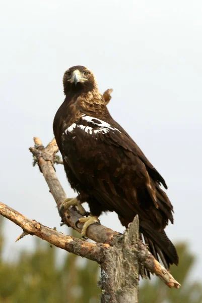 Aigle Impérial Espagnol Aquila Adalberti — Photo