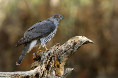 Kuzey Goshawk. Oktay güler