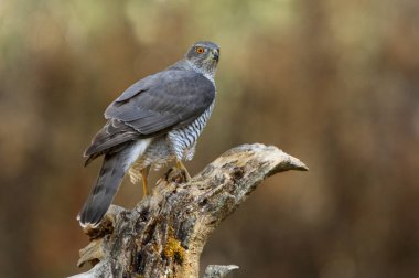 Kuzey Goshawk. Oktay güler