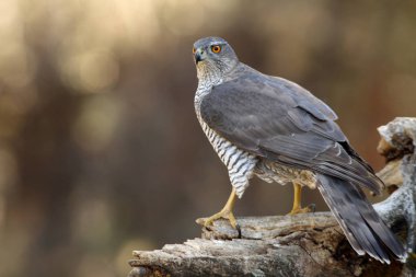 Kuzey Goshawk. Oktay güler