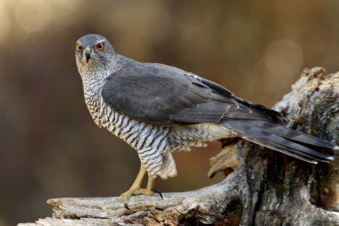 Kuzey Goshawk. Oktay güler