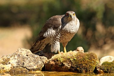 Kuzey Goshawk. Oktay güler