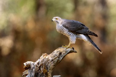Kuzey Goshawk. Oktay güler