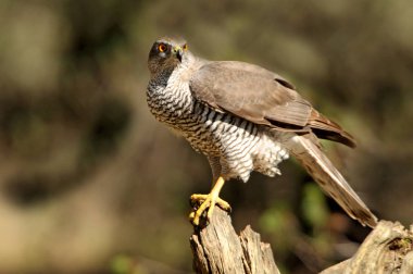 Kuzey Goshawk. Oktay güler