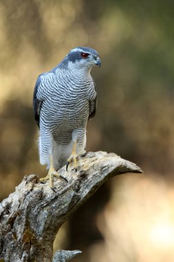 Kuzey Goshawk. Oktay güler